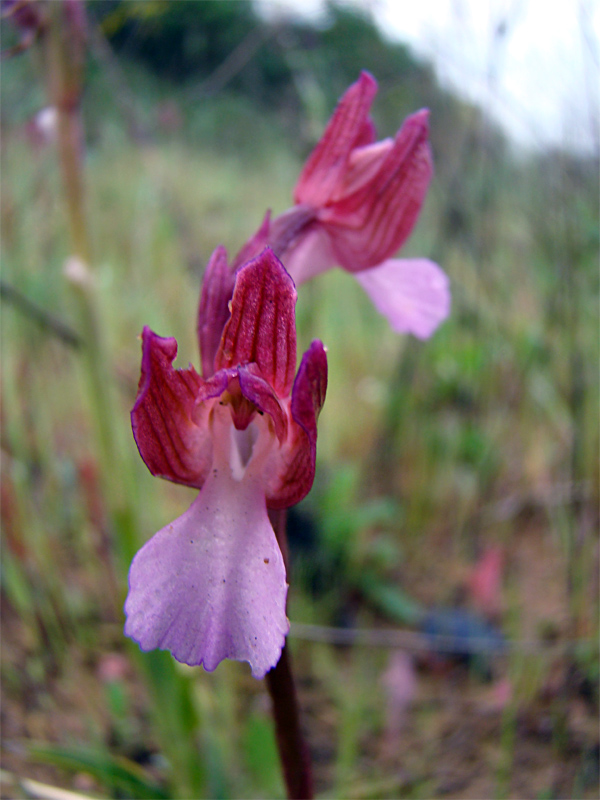 Orchidee spontanee da identificare